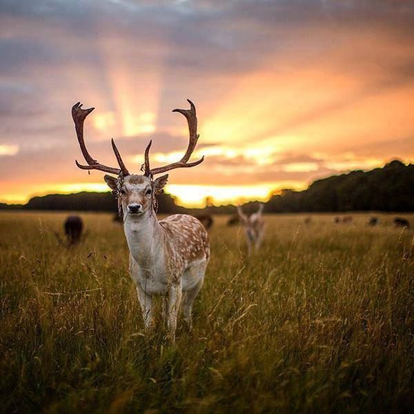 Phoenix park's deers